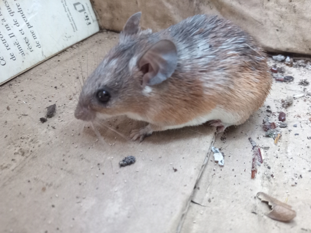 Wilson's Spiny Mouse