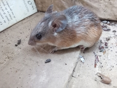 Acomys wilsoni