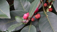 Ficus americana