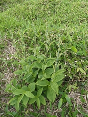 Veratrum oxysepalum