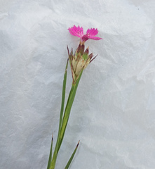Dianthus membranaceus