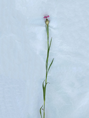 Dianthus membranaceus