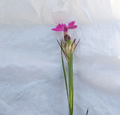 Dianthus membranaceus