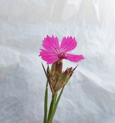 Dianthus membranaceus