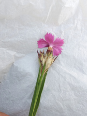 Dianthus membranaceus