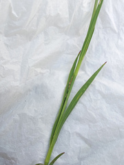 Dianthus membranaceus