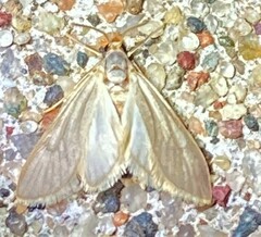 Acentria ephemerella