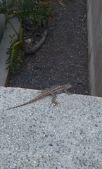 Sceloporus occidentalis