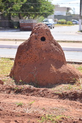 Cornitermes cumulans