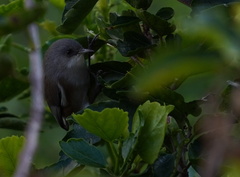 Zosterops borbonicus