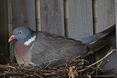 Columba palumbus