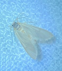 Acentria ephemerella