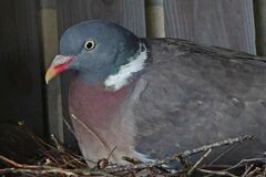 Columba palumbus