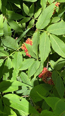 Sambucus racemosa