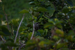 Zosterops borbonicus