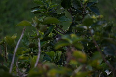 Zosterops borbonicus