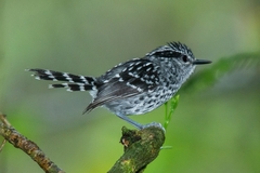 Scaled Antbird photo 3