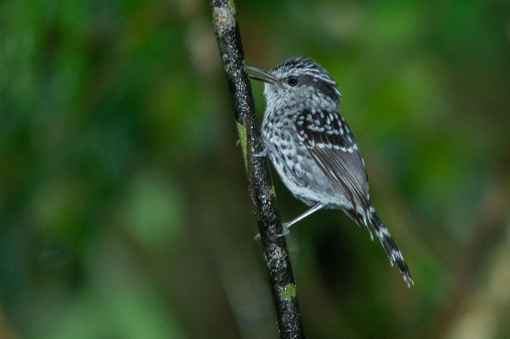Scaled Antbird photo