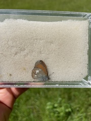 Coenonympha glycerion