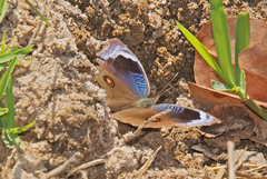 Junonia artaxia