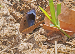 Junonia artaxia