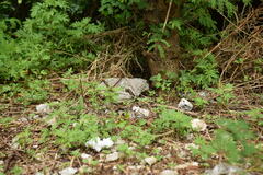 Plestiodon marginatus