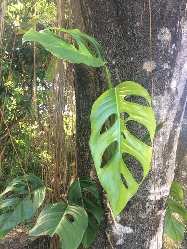Monstera adansonii