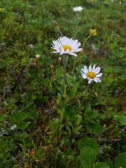 Erigeron peregrinus