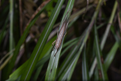 Pseudorhynchus minor