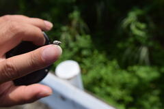 Eugnathus distinctus