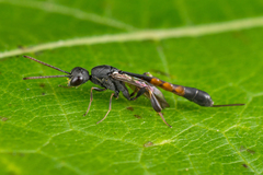 Gasteruption assectator