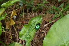 Protaetia lewisi