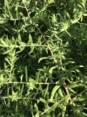 Symphyotrichum