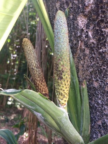 Monstera adansonii