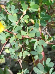 Chamaecrista ramosa