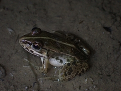 Pelophylax nigromaculatus