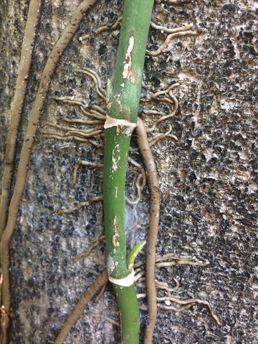 Monstera adansonii