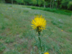 Centaurea solstitialis