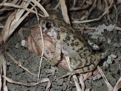 Glandirana rugosa