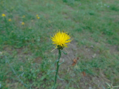Centaurea solstitialis