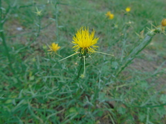 Centaurea solstitialis