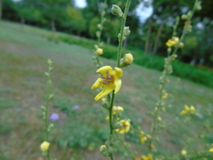 Verbascum