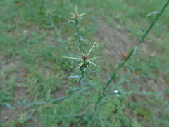 Centaurea solstitialis