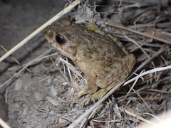 Glandirana rugosa