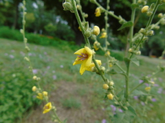 Verbascum