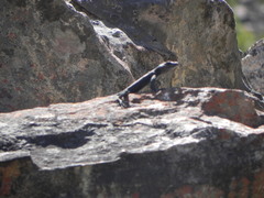 Hemicordylus capensis