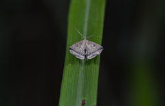Erebidae