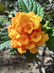 Lantana