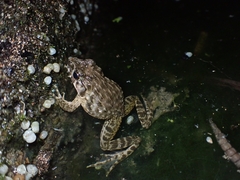 Glandirana rugosa