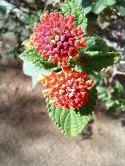 Lantana